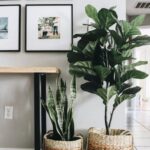 Ideas para decorar espacios con planta lengua de suegra
