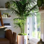 Las mejores plantas de interior para limpiar el aire de tu casa según la Nasa