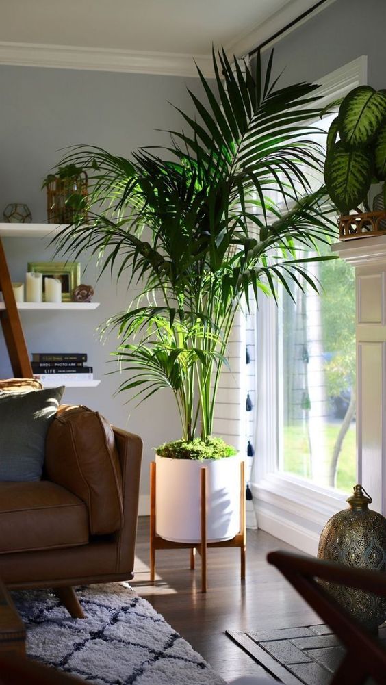 Las mejores plantas de interior para limpiar el aire de tu casa según la Nasa