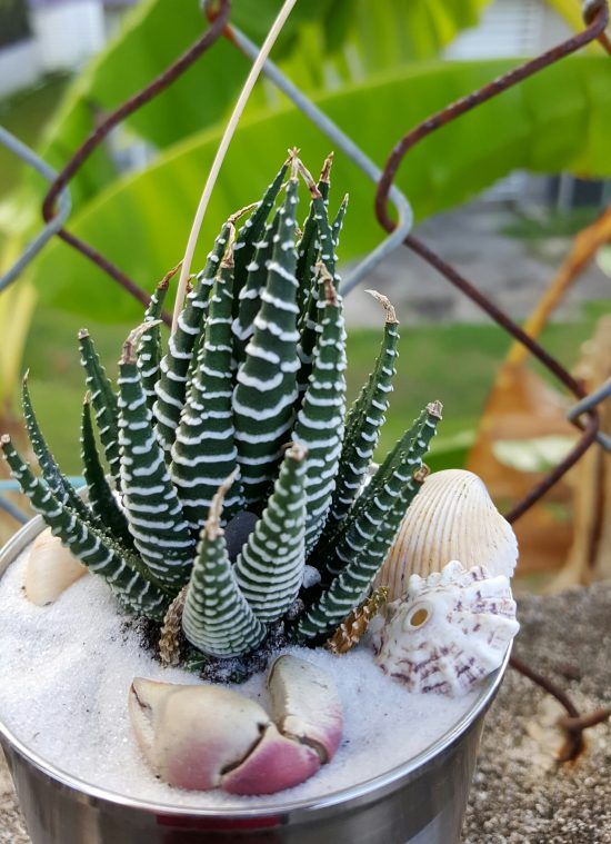 Cactus cebra