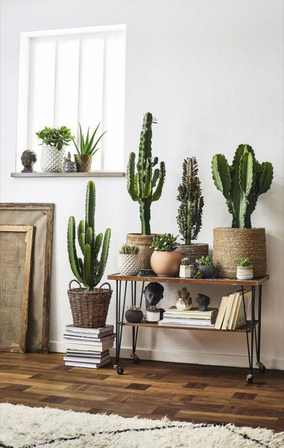 Cactus y suculentas que se pueden cultivar a la sombra