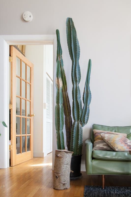 Cactus y suculentas que se pueden cultivar a la sombra