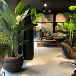 Diseños de plantas para decoración de interiores