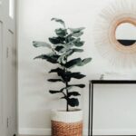 Estilos de interiores para decorar con plantas gigantes