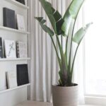 Maceteros para plantas gigantes para interiores