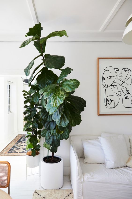 Salas de estar decoradas con plantas extra grandes