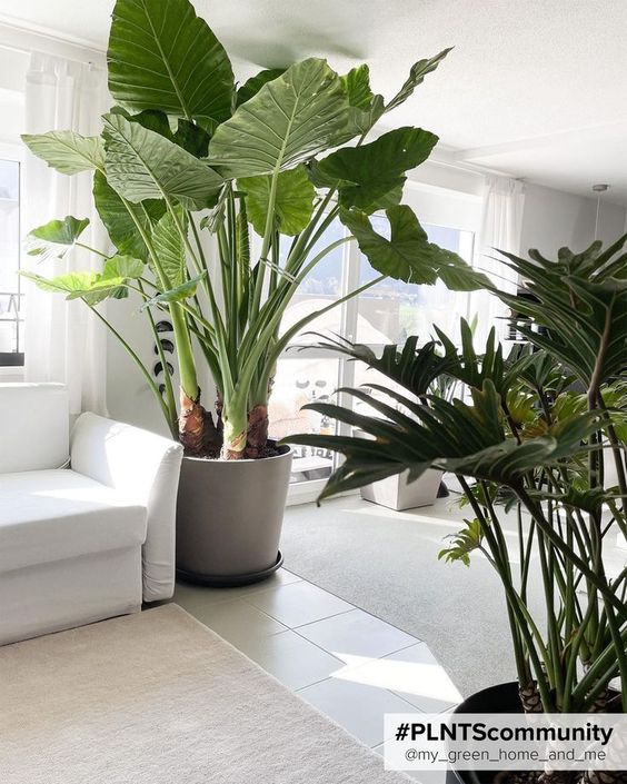 Salas de estar decoradas con plantas extra grandes