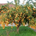 Árboles frutales enanos para jardines pequeños