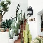 Entradas principales decoradas con cactus
