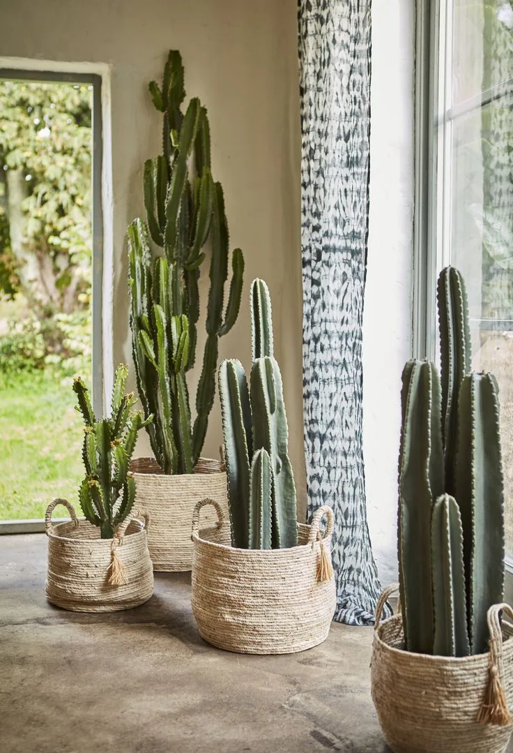 Ideas para decoración de interiores y exteriores con cactus