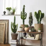 Ideas para decoración de interiores y exteriores con cactus