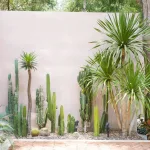 Jardín de cactus en el patio