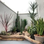 Jardín de cactus en el patio