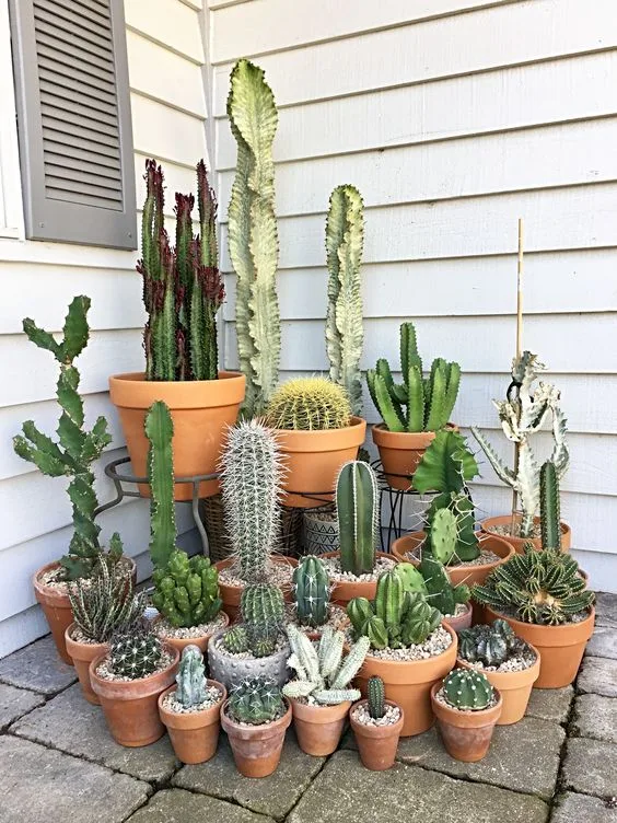 Jardín de cactus en macetas