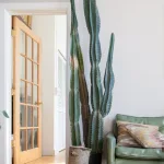 Salas de estar con cactus