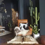 Salas de estar con cactus