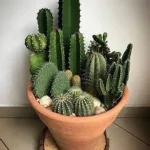 Terrarios de cactus